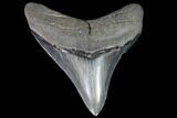 Serrated, Fossil Megalodon Tooth - Georgia #88671-1
